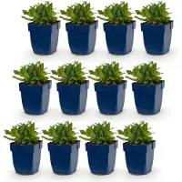 Green Boutiq - Vasteplant - Salvia nem. (Schneehügel) - Sauge - Attire les abeilles et les papillons - Blanc - 12 plants - Pot de 11 cm - Hauteur 15-25 cm