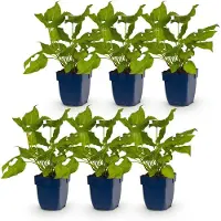 Green Boutiq - Vasteplant - Persicaria amplexicaulis - Polygonum amplexicaulis - Attire les abeilles et les papillons - Rouge - 6 plants - Pot de 11 cm - Hauteur : 15-25 cm