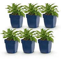 Green Boutiq - Plante vivace - Campanula persicifolia - Campanule à feuilles de pêcher - Attire les abeilles et les papillons - Bleu - 6 plants - Pot de 11 cm - Hauteur : 15-25 cm
