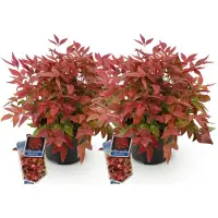 Green Boutiq - Tuinplant - Nandina Blush Pink - Donker Roze - 2 Planten - Groenblijvend - Weinig Onderhoud - Pot 17cm Hoogte 40cm