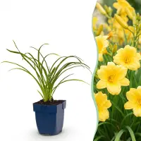 Green Boutiq - Vasteplant - Hémerocallis Stella d'Oro - Lis d'un jour - Attire les abeilles et les papillons - Jaune - 1 plante - Pot de 11 cm - Hauteur 15-25 cm