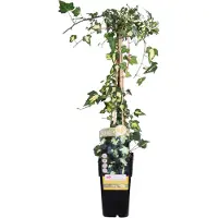 Everspring Lierre doré 'Goldheart' - Ø15cm - ↕65cm