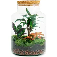 Urbanjngl Diy Terrarium - Milky Palm - 30 Cm