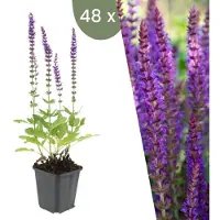 Frank GmbH Plants by Frank | 48 Plantes de sauge | Salvia nemorosa 'Ostfriesland' | Couvre-sol rustique | Vivaces rustiques | Plantes de jardin