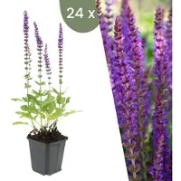 Frank GmbH Plants by Frank | 24 Plantes de sauge | Salvia nemorosa 'Ostfriesland' | Couvre-sol rustique | Vivaces rustiques | Plantes de jardin