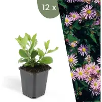 Frank GmbH Plants by Frank | 12 Plantes d'aster | Aster ageratoides 'Asran' | Couvre-sol rustique | Vivaces rustiques | Plantes de jardin