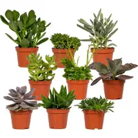 Hello Plants Everspring Succulentes Mix - 18 pièces - Plante de 10 cm - Ø8,5 cm - Espèces mélangées pour votre maison