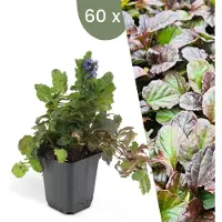 Frank GmbH Plants by Frank | 60 Plantes de bugle | Ajuga reptans | Couvre-sol rustique | Vivaces rustiques | Plantes de jardin