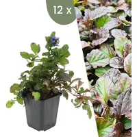 Frank GmbH Plants by Frank | 12 Plantes de bugle | Ajuga reptans | Couvre-sol rustique | Vivaces rustiques | Plantes de jardin
