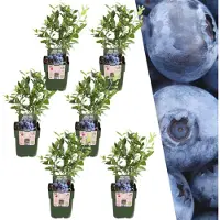 Everspring Plants biologiques de myrtilles, 6 unités - Ø 13 cm - Hauteur : 20 cm