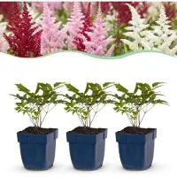 Green Boutiq - Plante vivace - Astilbe Tricolour - Spiraea paniculata - Ombre - Violet - Rose - Blanc - 24 plants - Pot de 11 cm - Hauteur 15-25 cm