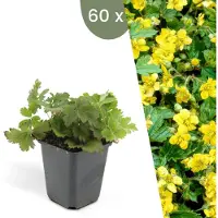 Frank GmbH Plants by Frank | 60 Plantes de waldsteinia | Waldsteinia ternata | Couvre-sol rustique | Vivaces rustiques | Plantes de jardin
