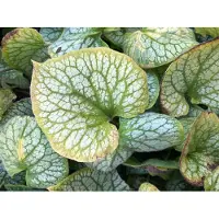 Brandless 6 x Brunnera macrophylla 'Jack Frost' - Caucasich ne m'oublie pas en pot de 9x9 cm