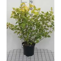 GRDplanten Physocarpus opulif. 'Dart's Gold' - Utriculaire jaune 30- 40 cm - Conteneur