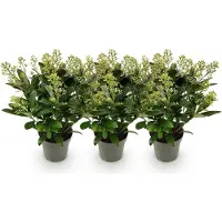 Green Boutiq - Terrasplant - Skimmia japonica Finchy - Bloem Wit - 15+ Bloemen - 3 Planten - Winterhard - Pot 15cm Hoogte 30cm