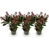 Green Boutiq - Terrasplant - Skimmia japonica Rubella - Bloem Rood - 10+ Bloemen - 3 Planten - Winterhard - Pot 10,5cm Hoogte 25cm