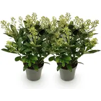 Green Boutiq - Terrasplant - Skimmia japonica Finchy - Bloem Wit - 15+ Bloemen - 2 Planten - Winterhard - Pot 15cm Hoogte 30cm