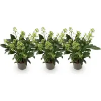 Green Boutiq - Terrasplant - Skimmia japonica Finchy - Bloem Wit - 10+ Bloemen - 3 Planten - Winterhard - Pot 10,5cm Hoogte 25cm