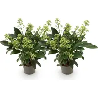Green Boutiq - Terrasplant - Skimmia japonica Finchy - Bloem Wit - 10+ Bloemen - 2 Planten - Winterhard - Pot 10,5cm Hoogte 25cm