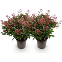 Green Boutiq - Terrasplant - Skimmia japonica Rubella - Bloem Rood - 40+ Bloemen - 2 Plant - Winterhard - Pot 19cm Hoogte 60cm