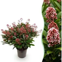 Green Boutiq 1x - Terrasplant - Skimmia japonica Rubella - Bloem Rood - 40+ Bloemen - 1 Plant - Winterhard - Pot 19cm Hoogte 60cm