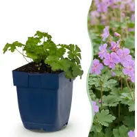 Green Boutiq - Vasteplant - Géranium Cambridge - Bec d'oiseau craintif - Plante couvre-sol - Rose clair - 6 plants - Pot de 11 cm - Hauteur 15-25 cm