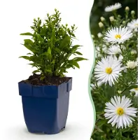 Green Boutiq - Vasteplant - Aster (D) - Edelweiss - Aster maritime - Attire les abeilles et les papillons - Blanc - 12 plantes - Pot de 11 cm - Hauteur 15-25 cm