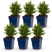 Green Boutiq - Vasteplant - Aster (D) - Edelweiss - Aster maritime - Attire les abeilles et les papillons - Blanc - 6 plants - Pot de 11 cm - Hauteur : 15-25 cm