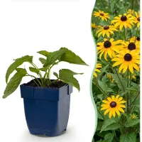 Green Boutiq - Perennial - Rudbeckia fulg. Goldsturm - Yellow Coneflower - Bee and Butterfly Attractors - Yellow - 24 Plants - Pot 11cm - Height 15-25cm