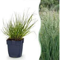 Green Boutiq - Grasses - Panicum virg. Northwind - Prairie Grain - With Plume - Green - 24 Plants - Pot 11cm - Height 15-25cm