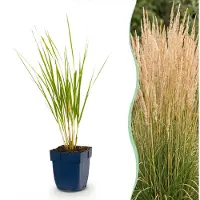 Green Boutiq - Grassen - Calamagrostis Karl Foerster - Struisriet - Met Pluim - Groen - 24 Planten - Pot 11cm - Hoogte 15-25cm