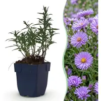 Green Boutiq - Vasteplant - Aster (D) - Astère maritime - Attire les abeilles et les papillons - Violet - 6 plants - Pot de 11 cm - Hauteur : 15-25 cm