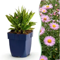 Green Boutiq - Vasteplant - Aster Wood's Pink - Pluimspirea - Attire les abeilles et les papillons - Rose - 6 plantes - Pot de 11 cm - Hauteur 15-25 cm