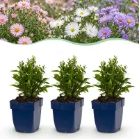 Green Boutiq - Vasteplant - Aster tricolore - Aster "Zee" - Attire les abeilles et les papillons - Couleur : violet, rose, blanc - 24 plantes - Pot de 11 cm - Hauteur : 15-25 cm