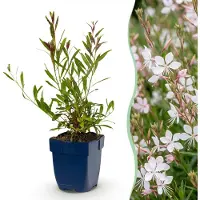 Green Boutiq - Vasteplant - Gaura lindh. Whirling Butterflies - Prachtkaars - Bijen- en vlinderlokkers - Wit - 24 Planten - Pot 11cm - Hoogte 15-25cm