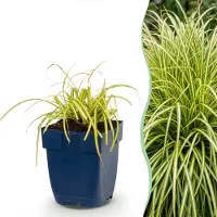 Green Boutiq - Grassen - Carex oshimensis Evergold - Japanse Zegge - Groenblijvend - Geel-Groen - 1 Plant - Pot 11cm - Hoogte 15-25cm