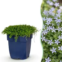 Green Boutiq - Vasteplant - Isotoma fluviatilis - Sterrenbloem - Rotsplanten - Licht Blauw - 6 Planten - Pot 11cm - Hoogte 15-25cm