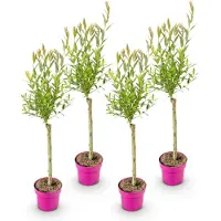 Green Boutiq 4x - Salix Flamingo - Ø17cm - ↕70-80cm
