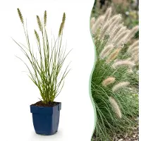 Green Boutiq - Grasses - Pennisetum alop. Hameln - Fountain Grass - With Plume - Green - 1 Plant - Pot 11cm - Height 15-25cm