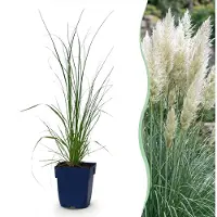 Green Boutiq - Grassen - Cortaderia sell. Pumila - Dwergpampasgras - Met Pluim - Grijs - 1 Plant - Pot 11cm - Hoogte 15-25cm