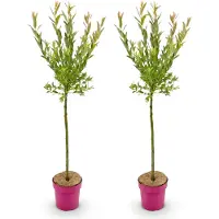 Green Boutiq 2x - Salix Flamingo - Ø19cm - ↕90-100cm