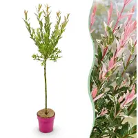 Green Boutiq Salix Flamingo - Ø19cm - ↕90-100cm