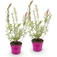 Green Boutiq 2x - Salix Flamingo - Ø17cm - ↕40-50cm