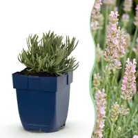 Green Boutiq - Vasteplant - Lavandula ang. Rosea - Lavendel - Geurend - Roze - 1 Plant - Pot 11cm - Hoogte 15-25cm