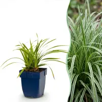 Green Boutiq - Grassen - Carex morrowii Ice Dance - Japanse Zegge - Groenblijvend - Creme-Groen - 24 Planten - Pot 11cm - Hoogte 15-25cm