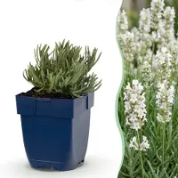 Green Boutiq - Vasteplant - Lavandula ang. Edelweiss - Lavendel - Geurend - Wit - 24 Planten - Pot 11cm - Hoogte 15-25cm