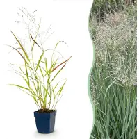 Green Boutiq - Grasses - Panicum virg. Heavy Metal - Prairie Grass - With Plume - Blue - 6 Plants - Pot 11cm - Height 15-25cm