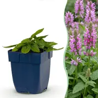Green Boutiq - Perennial - Stachys off. Ukkie - Lamb's Ear - Rock Plants - Pink - 24 Plants - Pot 11cm - Height 15-25cm