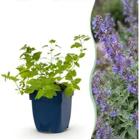 Green Boutiq - Perennial - Nepeta faassenii 'Six Hills Giant' - Catnip - Bee and butterfly attractors - Purple - 12 Plants - Pot 11cm - Height 15-25cm