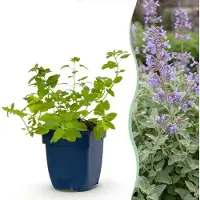 Green Boutiq - Perennial - Nepeta faassenii - Catnip - Bee and butterfly attractors - Purple - 1 Plants - Pot 11cm - Height 15-25cm